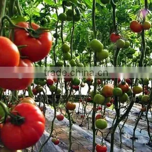 Low Cost PEP Plastic Film Covering Tunnel Tomato Greenhouse thumbnail-1