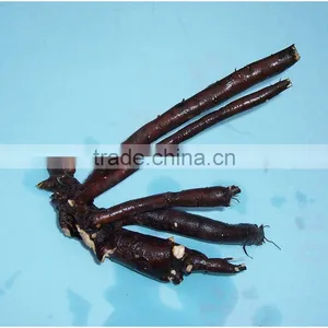 Herbaceous Peony Plant Root 3 Eyes (buds) thumbnail-1