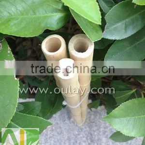 Decoration Short Tonkin Bamboo Cane/pole thumbnail-3