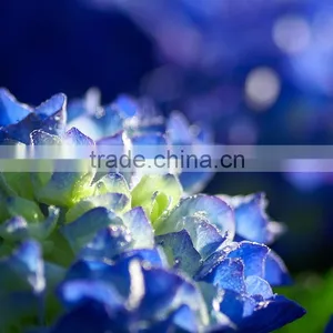 High Grade Best-Selling Hydrangea Flowers for Sale thumbnail-4