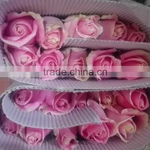 Top Quality Hot Selling Malia Roses Rose Plants and Jungle Roses thumbnail-1