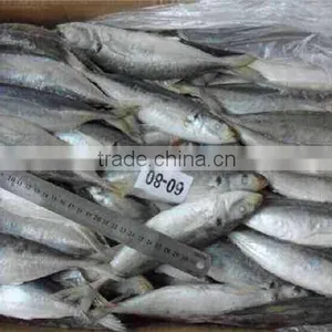Hot Sale Frozen Horse Mackerel thumbnail-1