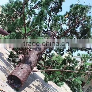 Pine Tree Tower Communication Tower thumbnail-6