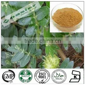 Natural GMP Hot Sale Tribulus Terrestris Saponins Powder to Calm the Mind thumbnail-1