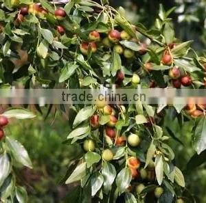 Factory Supply GMP Certified Red Jujube Oil thumbnail-2