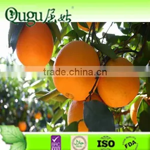 2016 China Fresh Navel Orange, Fresh Orange Wholesale thumbnail-1