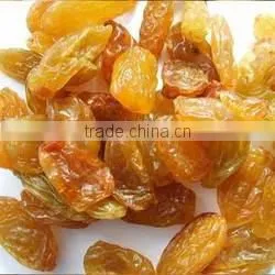 Green Raisins thumbnail-1
