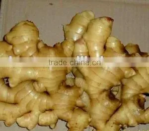2012 Best Ginger for Export thumbnail-1