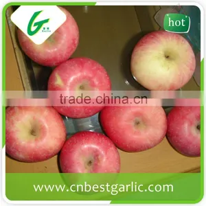 Honey Red Fuji Apples in Big Sizes thumbnail-2