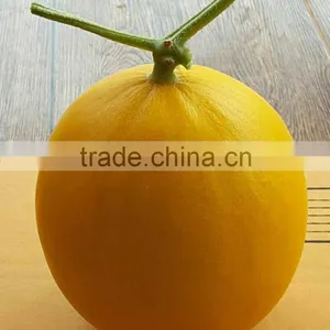 Hybrid F1 Yellow Melon Seed Cantaloupe Seeds For Sale-Torch F1 thumbnail-3