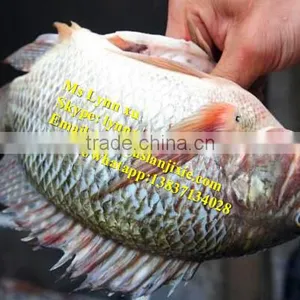 Fish Scaling and Killing Machine / Industrial Fish Gutting Machine thumbnail-5
