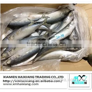 Frozen Mackerel Prices thumbnail-1