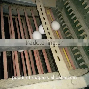 Poultry Equipments thumbnail-3