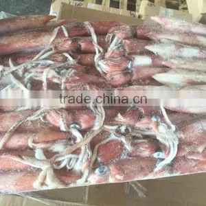 Sea Frozen Loligo Chinensis ,for Italy ,Greece et ,EU Market thumbnail-6