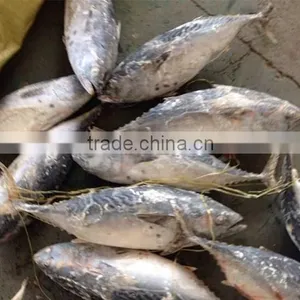 Frozen Bonito Tuna Fish Whole Round/Bonito Tuna For Sale thumbnail-1