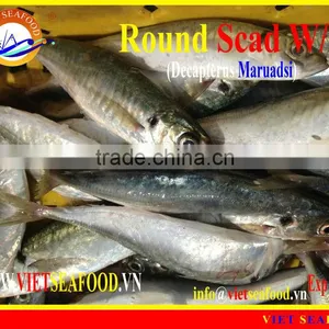 FROZEN ROUND SCAD WHOLE ROUND thumbnail-1