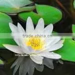 White Lotus Absolute Oil thumbnail-1