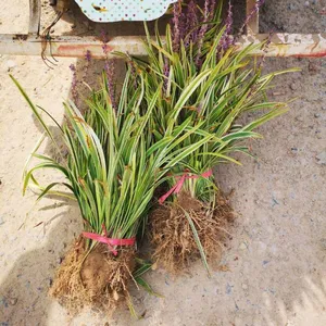 Prices, Pictures, and Quotation Table of Liriope Muscari From Jiangsu Base in 2022 thumbnail-2