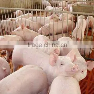 Pig Feed Probiotics SUKAPg thumbnail-2