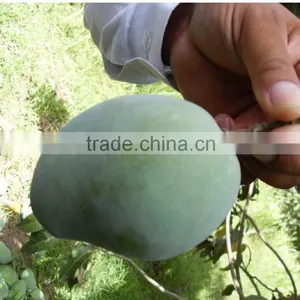 Fresh Mango Chaunsa ( Green, Firm, Fresh) thumbnail-1