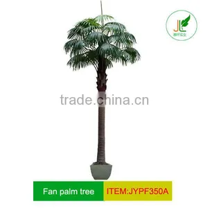 Special Large Fan Palm Tree thumbnail-1