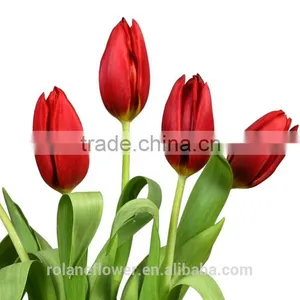 Supply Beautiful Fresh Cut Red Color Tulip Bulb thumbnail-3