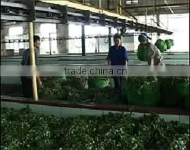 Best Quality and Competitive Price Green Tea With Sweet Taste thumbnail-5