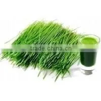 Organic Vegetable Powder Wheat Grass Powder thumbnail-4