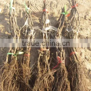 Easy Survival Putao Shu:The Grape Seedling thumbnail-5