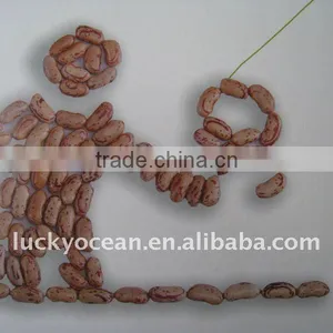 New Crop Kidney Beans thumbnail-1