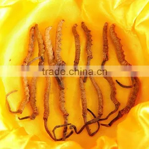 Cordyceps thumbnail-1