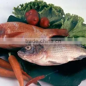 Tilapia [Siam Canadian Group Limited] Seafood, Fish, Shrimp, Fillet, Squid thumbnail-1