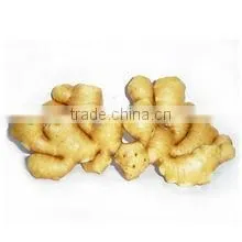 Supply Air-Dried Ginger for the UK &Spain thumbnail-4