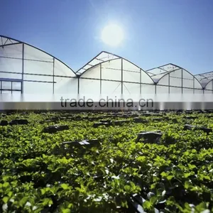 BaoLiDa High Quality PC Covered Greenhouse Hot-dip Galvanized Steel Framework Structure Greenhouse thumbnail-2
