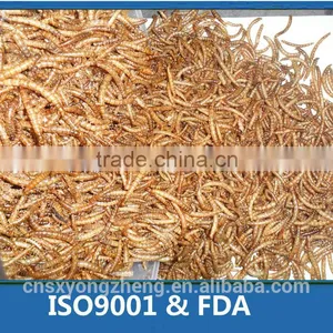 FDA Certification 2.8cm Microwave Dried Mealworms ;Dried Mealworms; Mealworms for Fish Food thumbnail-1