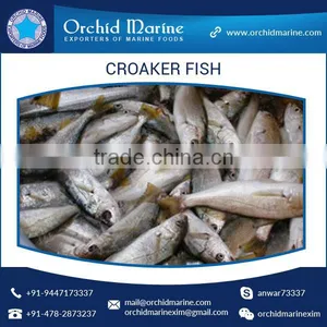 Fresh Frozen Yellow / Silver Croaker Fish thumbnail-2