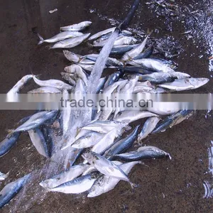 Seafrozen W/R Pacific Mackerel For Sale thumbnail-1