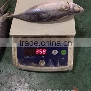 300-400g Frozen Fish thumbnail-3