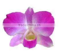 D-007 : DENDROBIUM ANNA ORCHID thumbnail-1