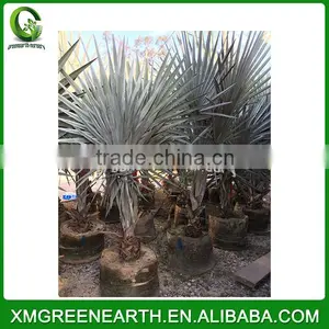 Bismarckia Nobilis Trunk 10-20cm (1) thumbnail-2