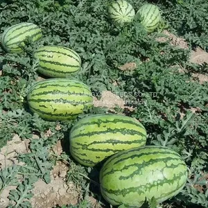 Emperor 8th Oval Shape Good Adaptability Hybrid Watermelon Seeds thumbnail-1