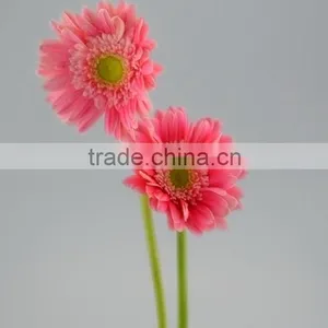 Fashion Honey Pink Gerbera Daisy thumbnail-3