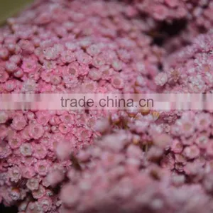 Star Flower Bouquet thumbnail-2