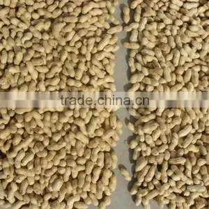 Chinese Goods Raw Organic Peanuts Ground Nut in Shell Peanut in Shell thumbnail-2