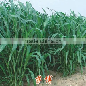 High Grade Sorghum Sudan Grass Seeds Sorghum Hybrid Sudan Grass Seeds For Cultivartion thumbnail-1