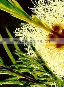 Tea Tree Oil ( Complying to BP ) thumbnail-1