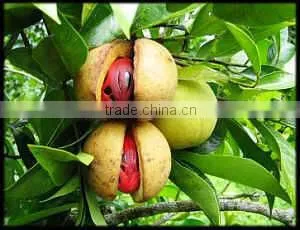 Best Quality Of Nutmeg Oil From BORG EXPORT |100% Natural Nutmeg Oil | At Low Price thumbnail-1