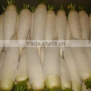 2012 New Crop Fresh White Raddish (china) thumbnail-1