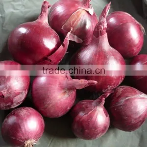 Red Onion Fresh Red Onion for Export thumbnail-4