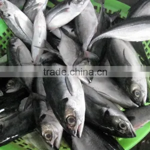 FROZEN HORSE MACKEREL WHOLE ROUND thumbnail-6